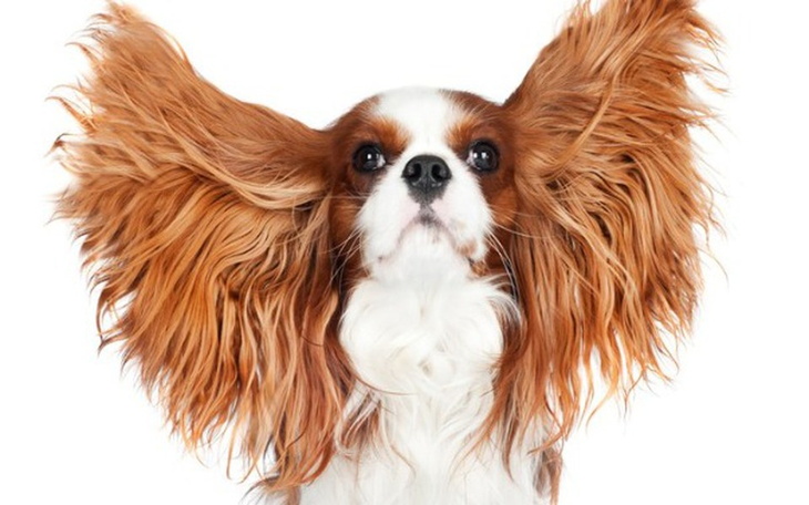 Zbiórka Kupno pieska z rodowodem - zdjęcie główne