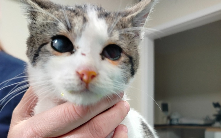 Kot z problemami wzrokowymi, trzymany w rękach.