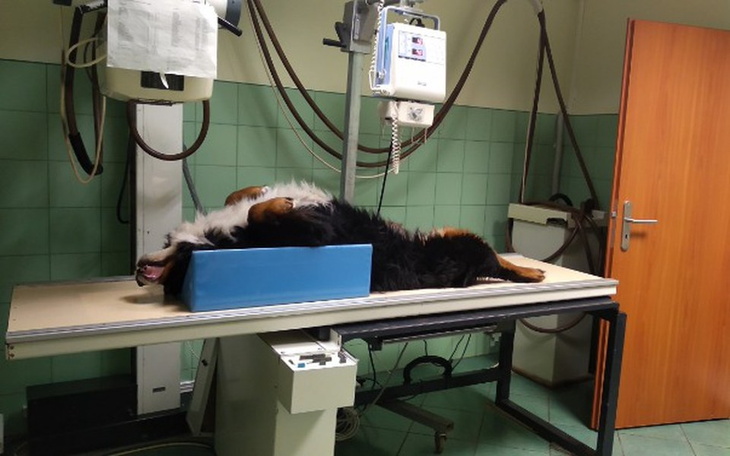 Zbiórka Operacja stawów biodrowych u psa - zdjęcie główne