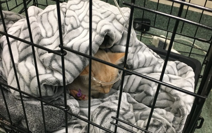 Zbiórka Leczenie panleukopenii - zdjęcie główne