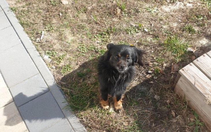 Pies na trawie, patrzący w stronę obiektywu.