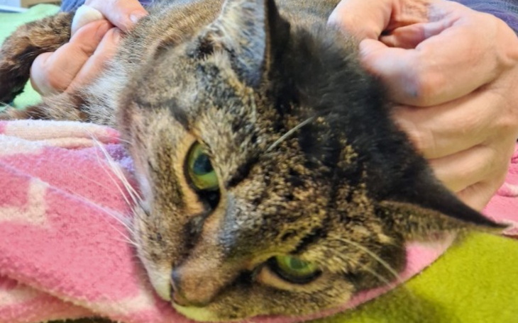 Kot leżący na kolorowym kocyku, z wyraźnymi zielonymi oczami.