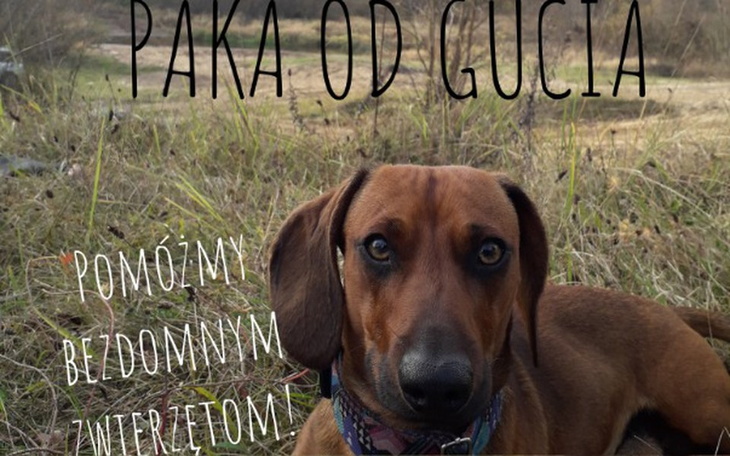 Zbiórka Paka Dla Bezdomniaka :) - zdjęcie główne