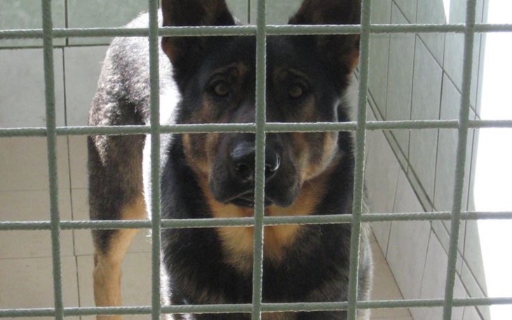 Zbiórka Karma na schronisko - zdjęcie główne