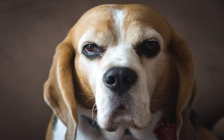 Zbiórka Zbiórka na operację dla Ajli - zdjęcie główne