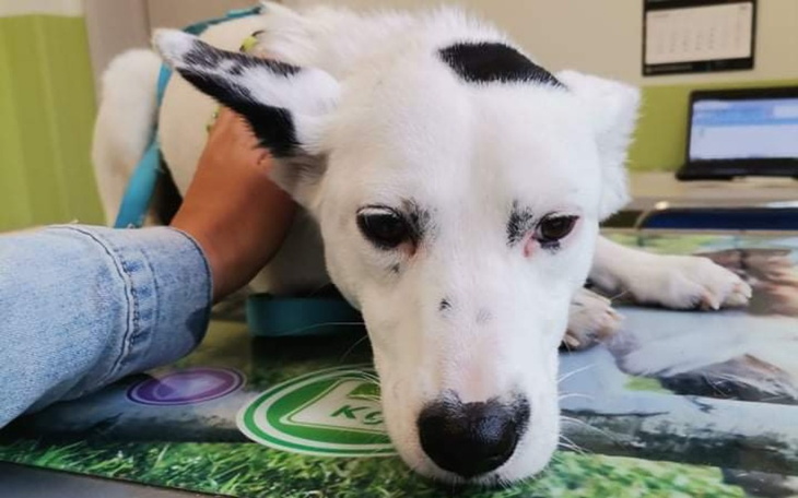 Zbiórka Ucieczka przed bólem i strachem - zdjęcie główne