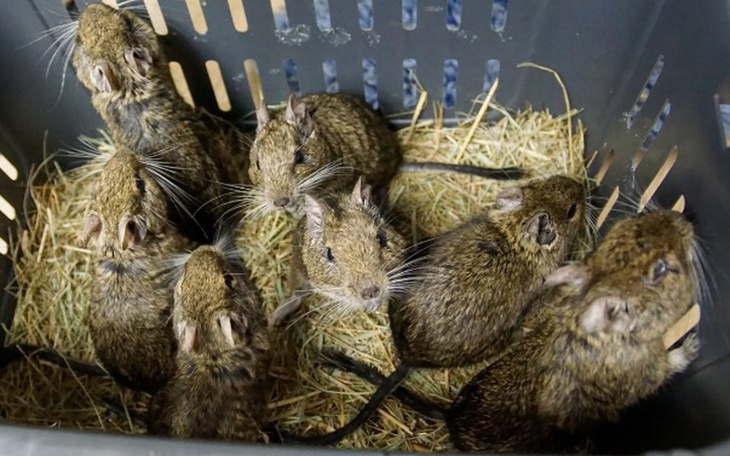 Zbiórka Ciężki luty w DT u Aruru - zdjęcie główne