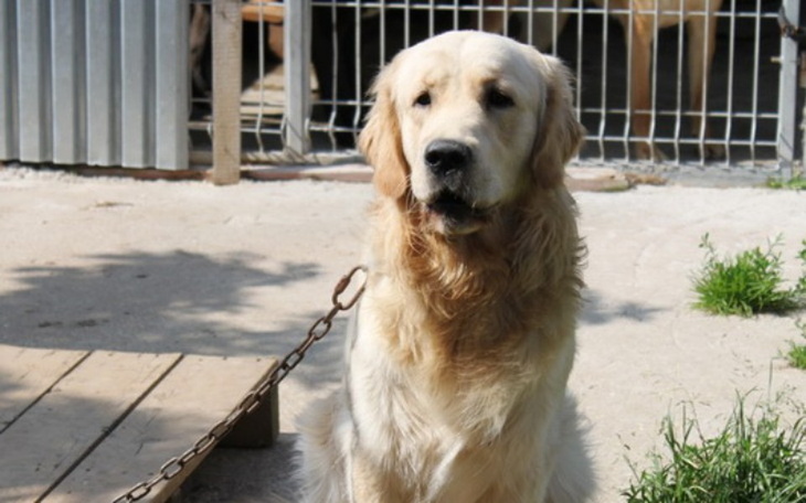 Zbiórka na karmę :( - zdjęcie główne