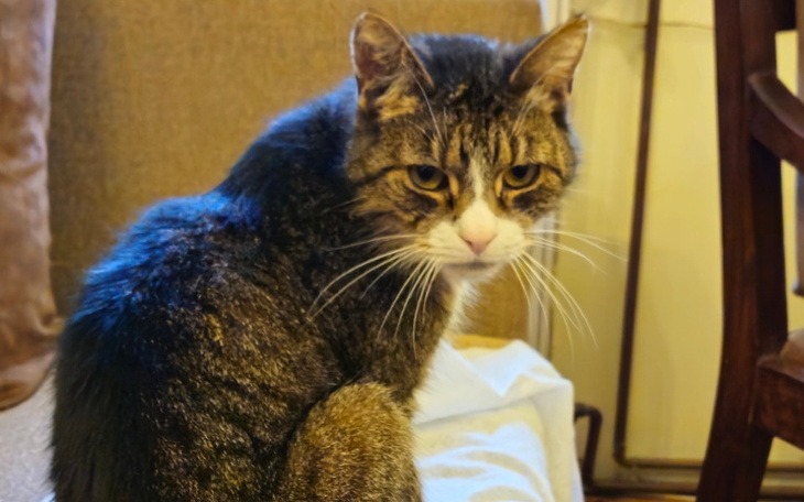 Kot patrzący w stronę obiektywu, z wyrazem zdziwienia.