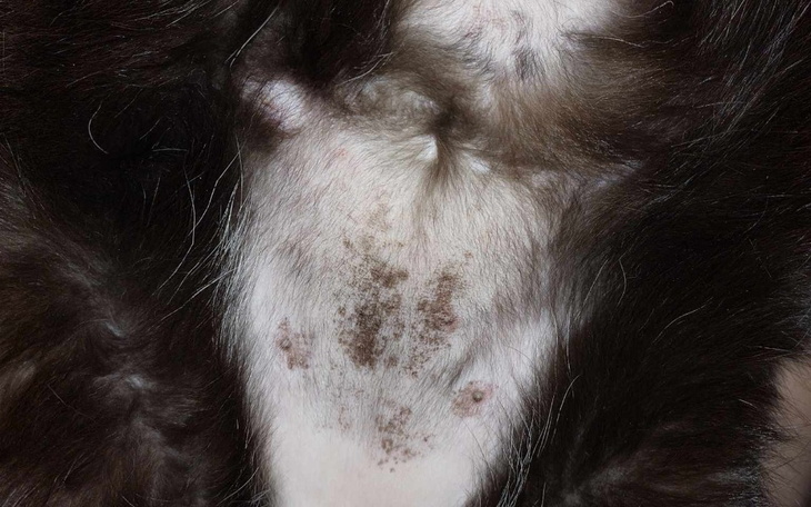 Zbiórka testy alergiczne kota - zdjęcie główne