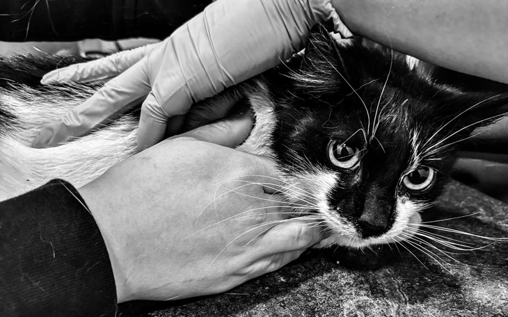 Koty w trakcie wizyty u weterynarza.