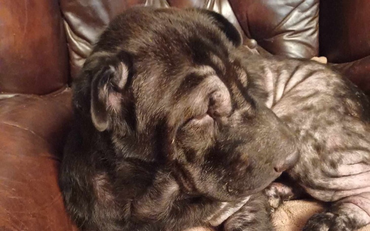 Zbiórka Pomóż Lunie odzyskać zdrowie - zdjęcie główne