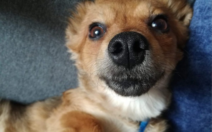 Zbiórka Operacja Danki - zdjęcie główne