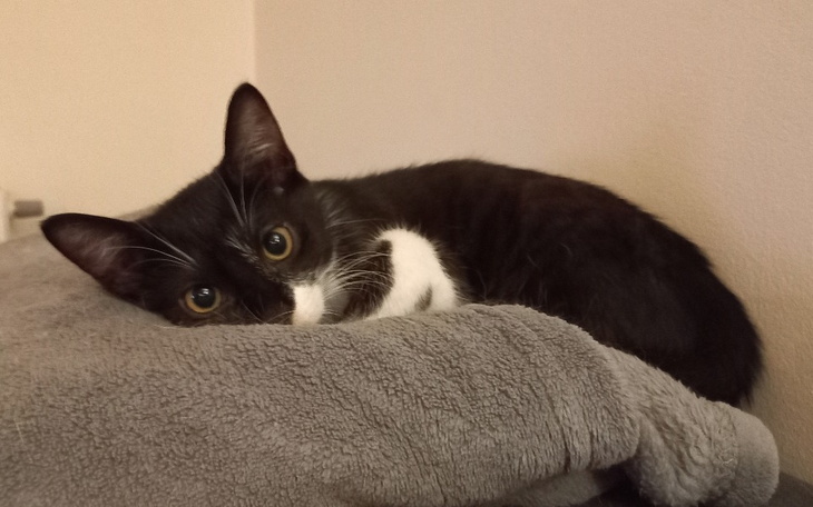 Zbiórka Lucek walczy o życie - zdjęcie główne