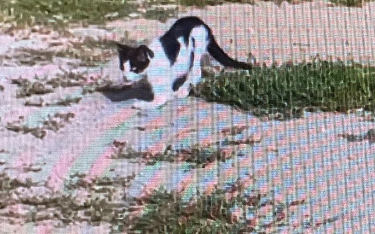 Zbiórka Na ratowanie kociej łapki - zdjęcie główne