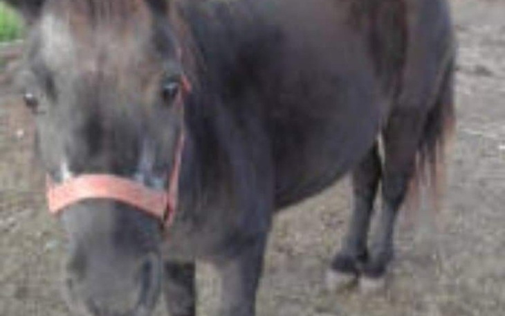 Zbiórka Ratujemy kucynke.Pomozesz nam - zdjęcie główne