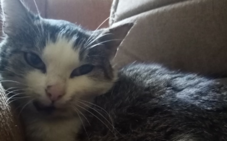 Zbiórka Pomoc kotu z pękniętą szczęką - zdjęcie główne