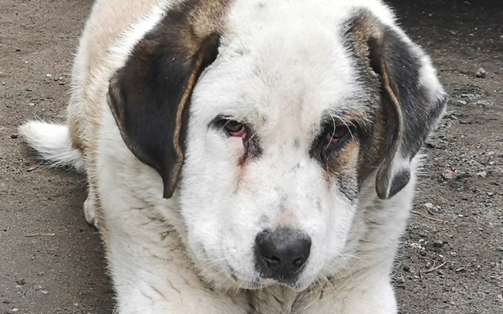 Zbiórka Na leczenie łapki - zdjęcie główne