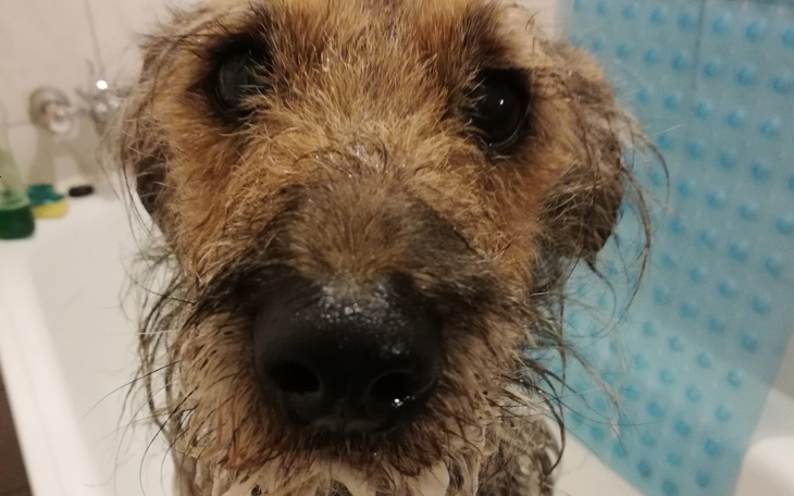 Zbiórka Sporimune dla Gizma - zdjęcie główne