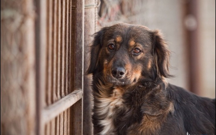 Pies patrzący smutno przez ogrodzenie w schronisku.