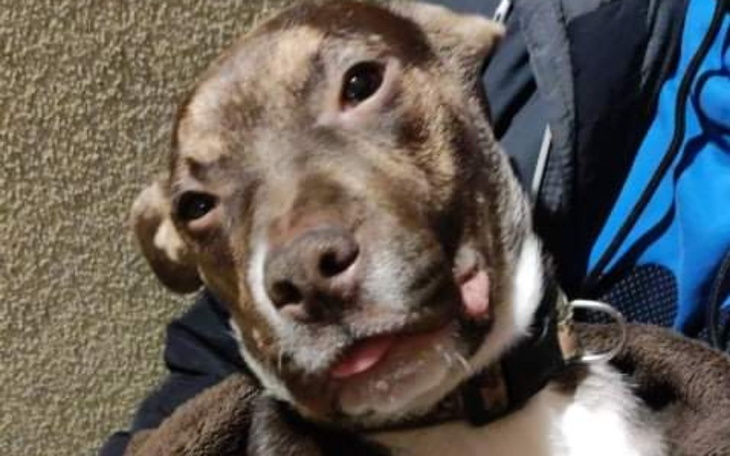 Zbiórka Operacja Łapki Szczeniaka - zdjęcie główne