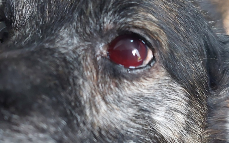 Zbiórka Urodzinowa na leczenie psów - zdjęcie główne