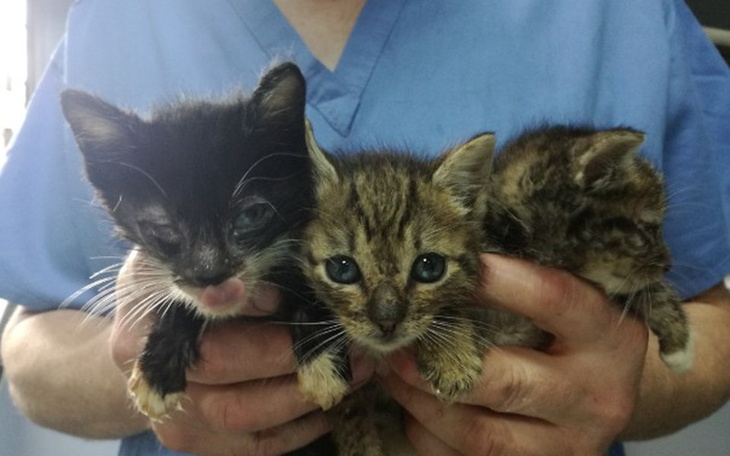 Zbiórka Uratowane,umierające kociaki TOZ - zdjęcie główne