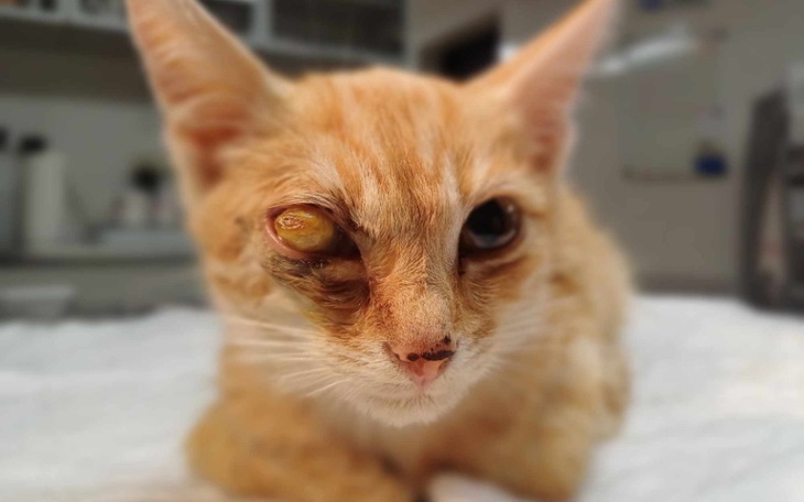 Zbiórka Na operację oka Vigo i inne bidy - zdjęcie główne