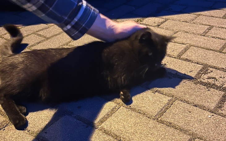 Zbiórka Kotka wyrzucona na ulicę - zdjęcie główne