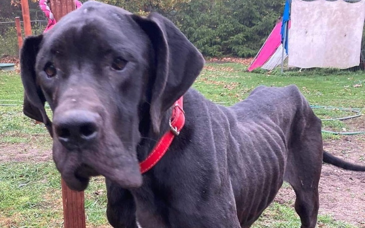 Czarny pies rasy dog niemiecki na tle zielonej trawy.