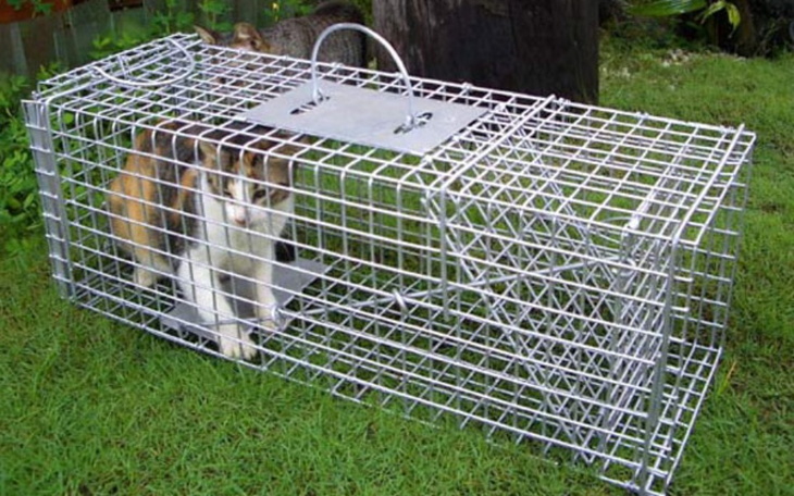 Zbiórka Złapać koty na zabiegi kastracji - zdjęcie główne