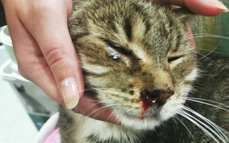 Zbiórka Oczko - zdjęcie główne