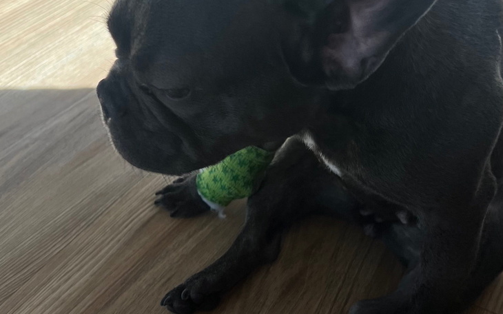 Pies rasy buldog francuski odpoczywający w domu.