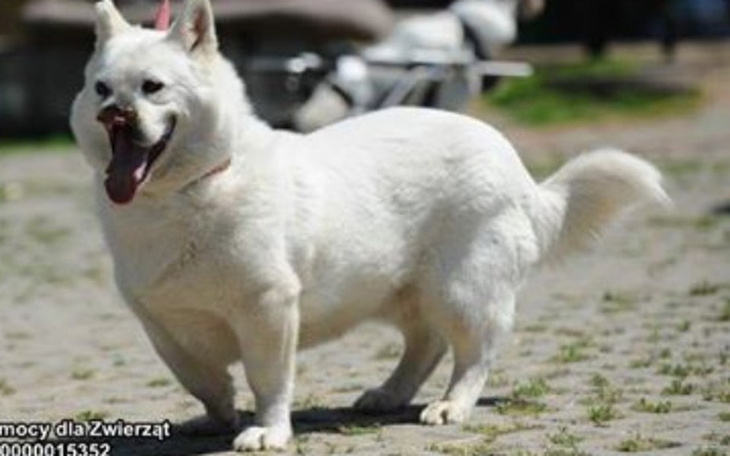 Zbiórka Kobang prosi o grosik... - zdjęcie główne