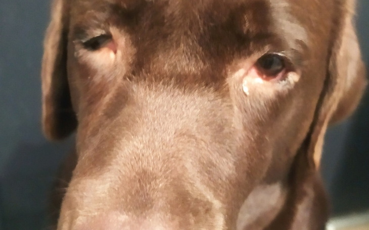 Zbiórka Oczka Dżekery - zdjęcie główne