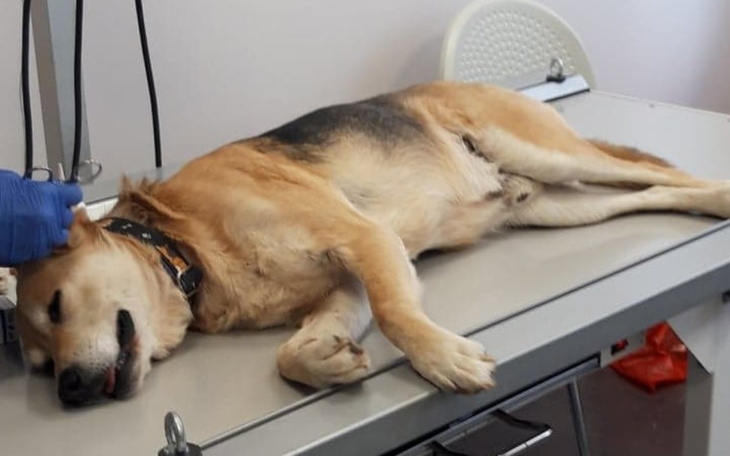 Zbiórka Romuś zbiera na terapię IRAP - zdjęcie główne