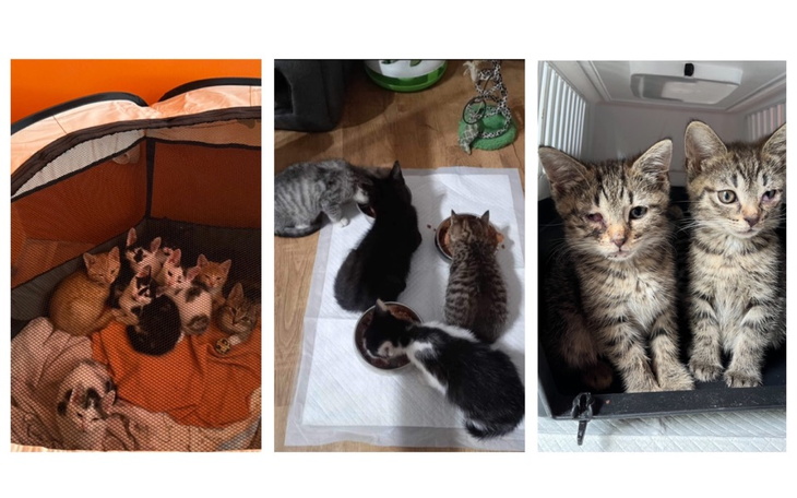 Kocięta bawiące się i jedzące.