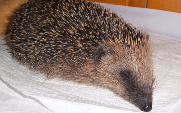 Zbiórka Jeże zbierają na leczenie - zdjęcie główne