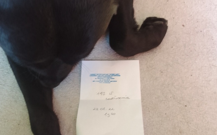 Zbiórka Pies leczenie - zdjęcie główne