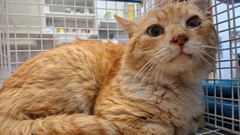 Zbiórka Miguś-zbiórka na minimum - miniaturka zdjęcia