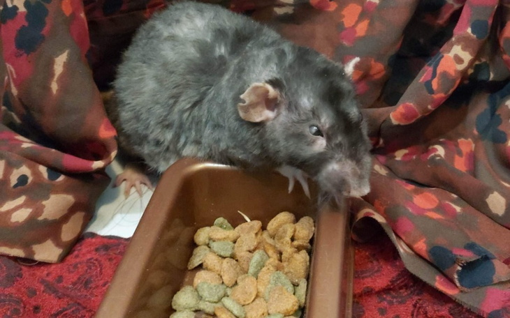 Zbiórka Na pomoc najmniejszym - zdjęcie główne