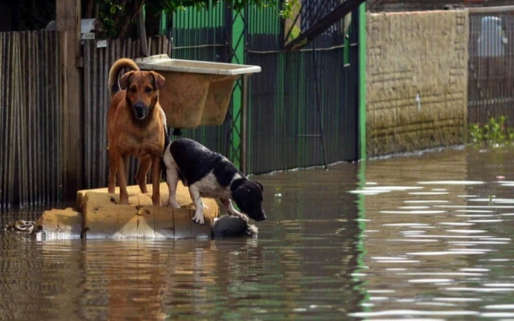 Zbiórka Pomoc dla poszkodowanych zwierza - zdjęcie główne