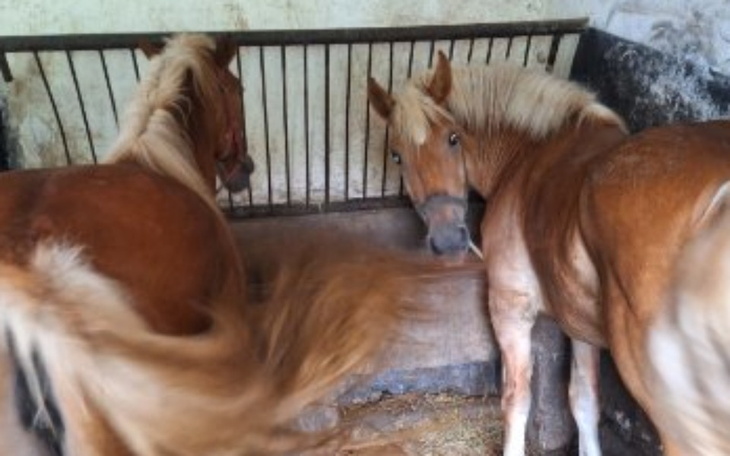Zbiórka Fauna i Flora ostatnie dni życia - zdjęcie główne