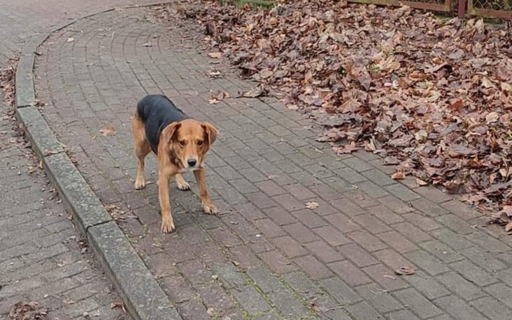 Zbiórka Domek dla psiaków - zdjęcie główne