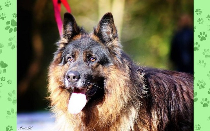 Zbiórka Przygotowanie do adopcji psa - zdjęcie główne