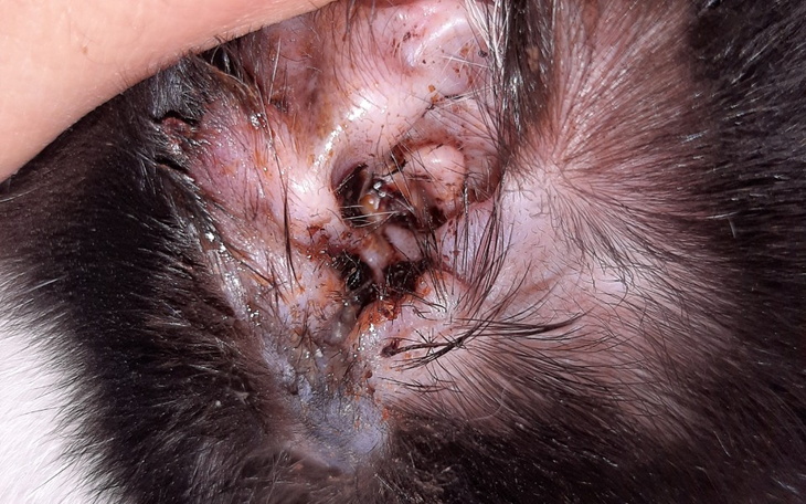 Zbliżenie na uszy kota z ranami, widocznymi na skórze.