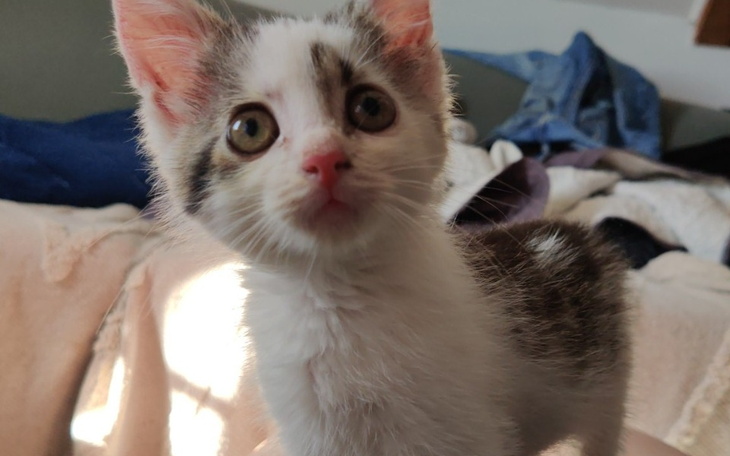 Mały kotek z ciekawym spojrzeniem, na jasnym tle.