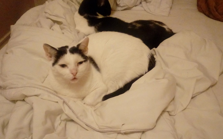 Dwa koty leżące na pościeli, jeden biały z czarnymi łatami.