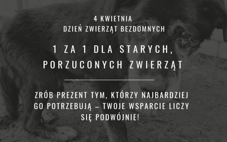 Plakat promujący Dzień Zwierząt Bezdomnych z psem w tle.