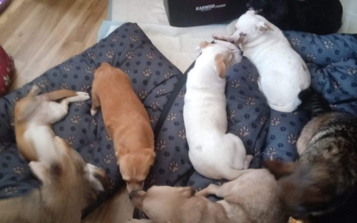 Zbiórka Oaza starych i chorych psiaków - zdjęcie główne